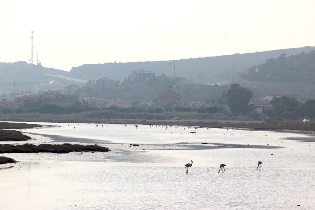 Alaçatı Flamingos