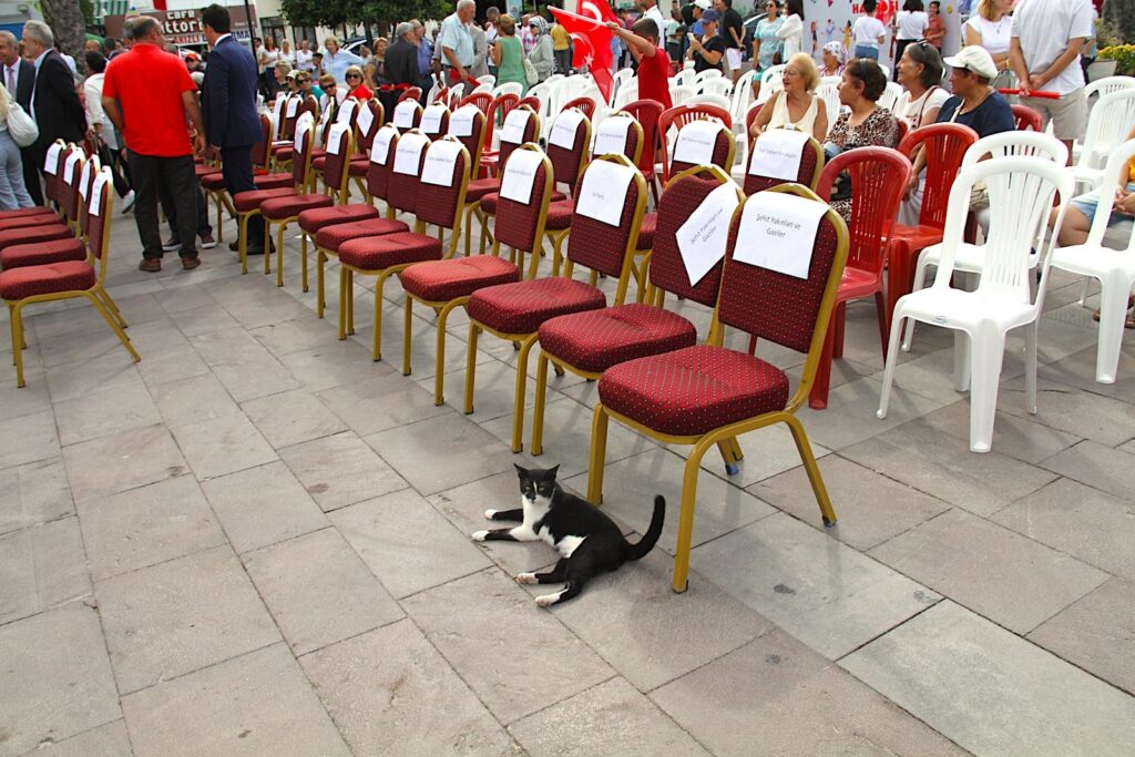 Çeşme Cat Has Prime Position at the Çeşme Festivali