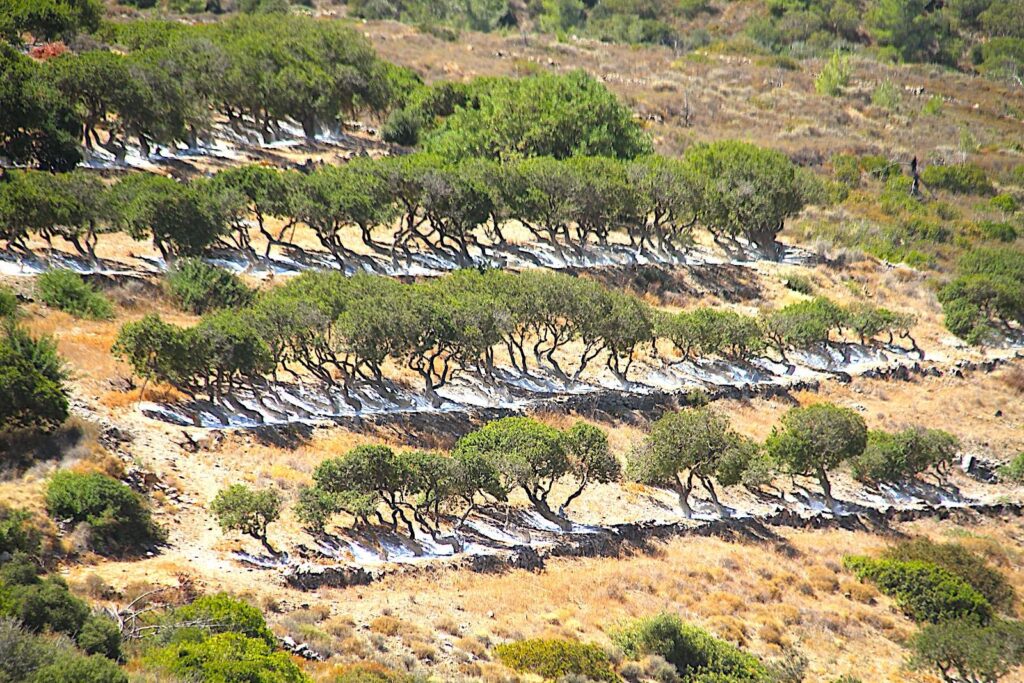 Mature Mastic Trees in Chios