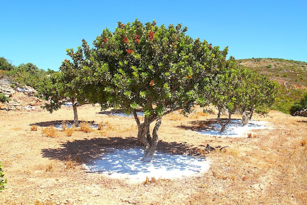 Mature Mastic Trees in Chios