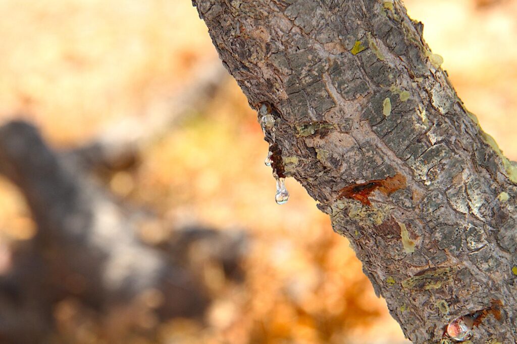 Mastic Sap Tears in Chios