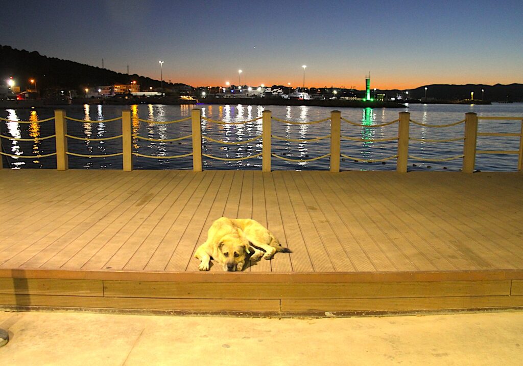 Çeşme Dog Relaxes on the Seafront After Sunset