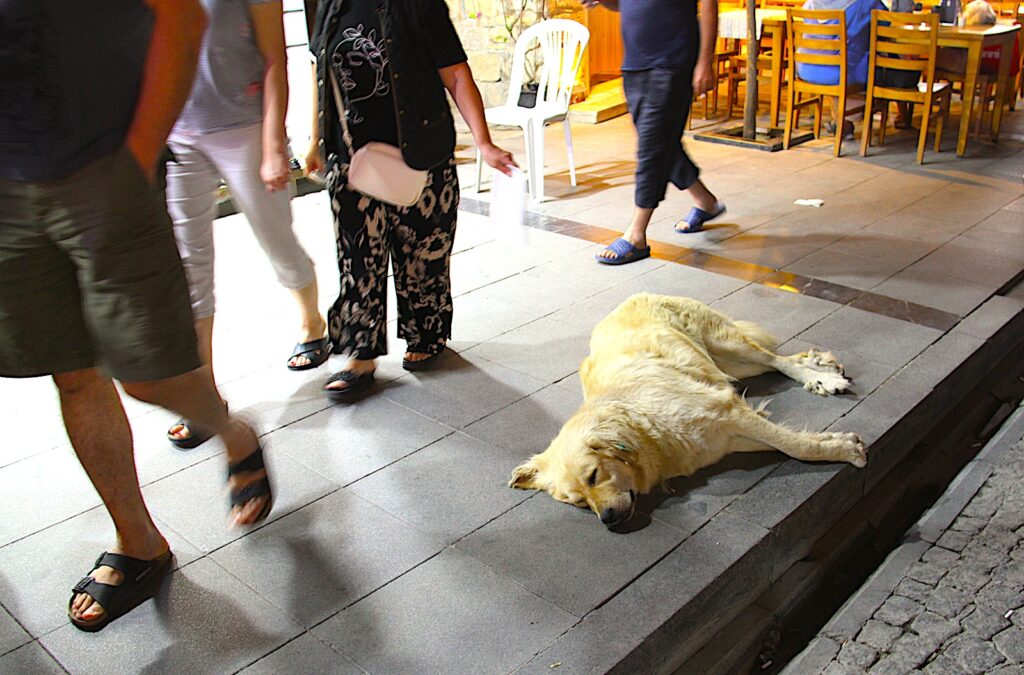 Çeşme Dog Sleeps Amidst the Shoppers on Çeşme High Street