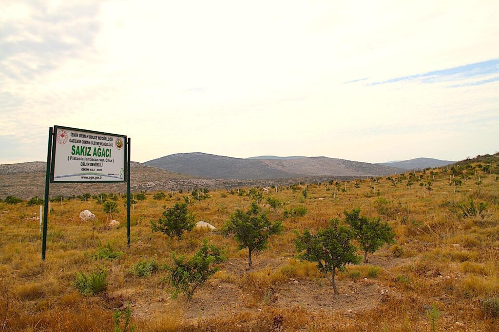 İzmir Forest Directorate Signage - Mastic Saplings Planted 2020