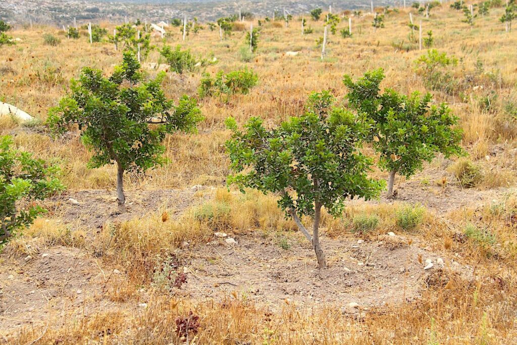 Mastic Saplings near Ildır (Balıklıova road)