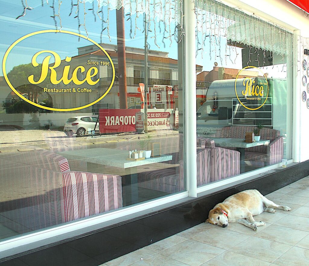 Ilıca Dog Having Siesta Outside Rice Restaurant