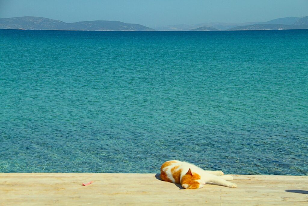 Altınyunus Sahli Beach Cat