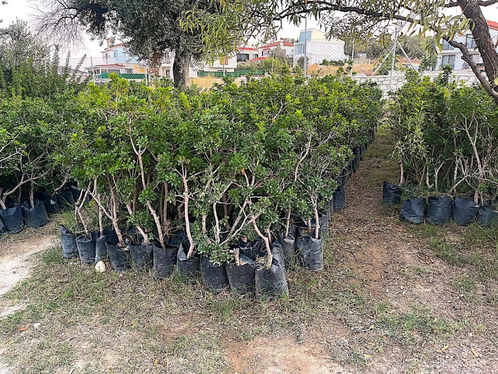 Mastic Saplings in Alaçatı