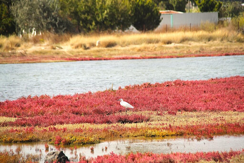 Little Egret in the Wetland Grasses