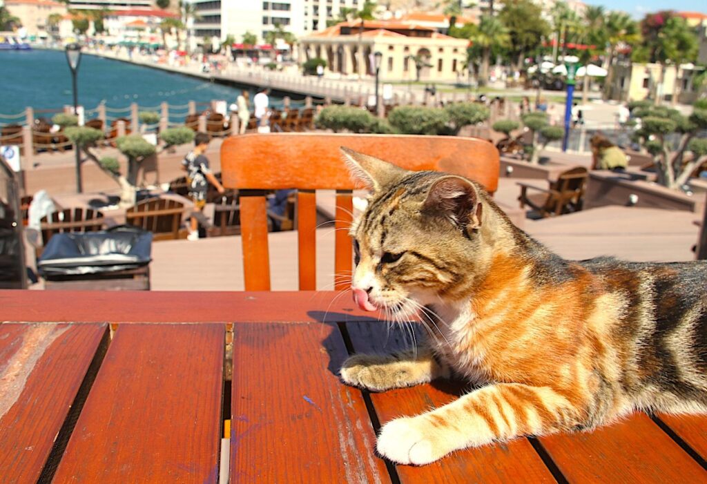 Çeşme Sun Terrace Cat