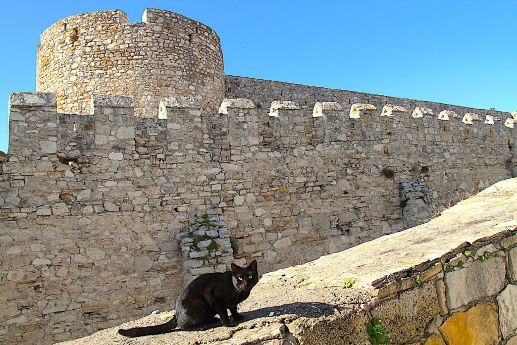 Cesme Cat - Çeşme Castle Wall Cat