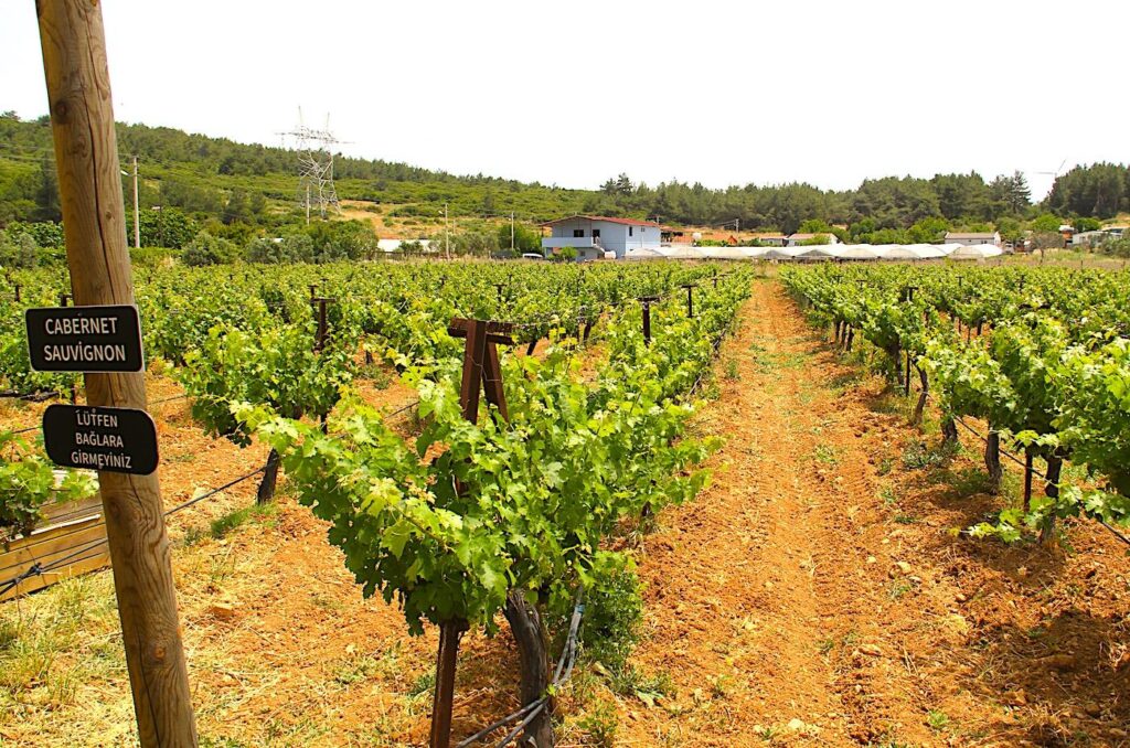 Cakır Winery Vines