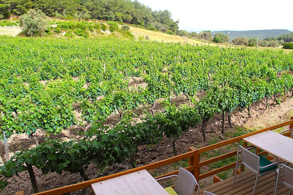 İkidenizarası Vineyards