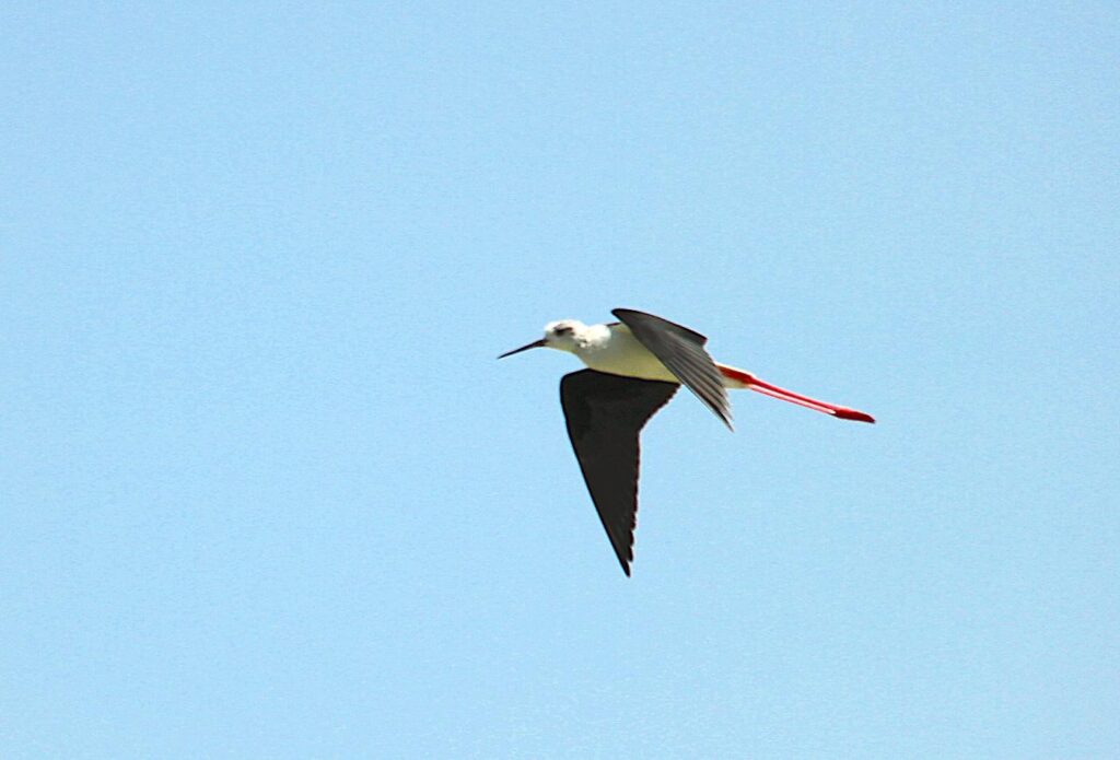 Alaçatı Black-winged Stilt