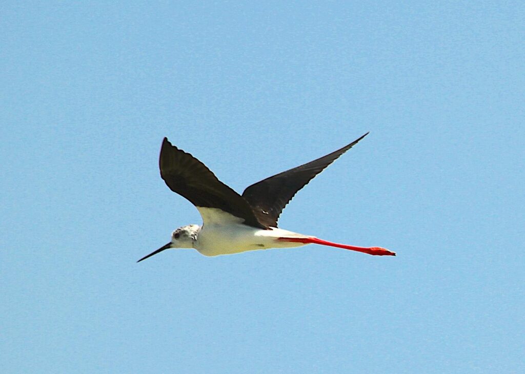 Alaçatı Black-winged Stilt