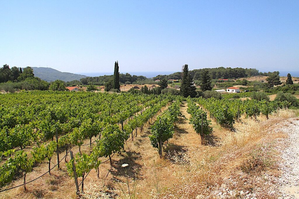 Vakakis Vineyards