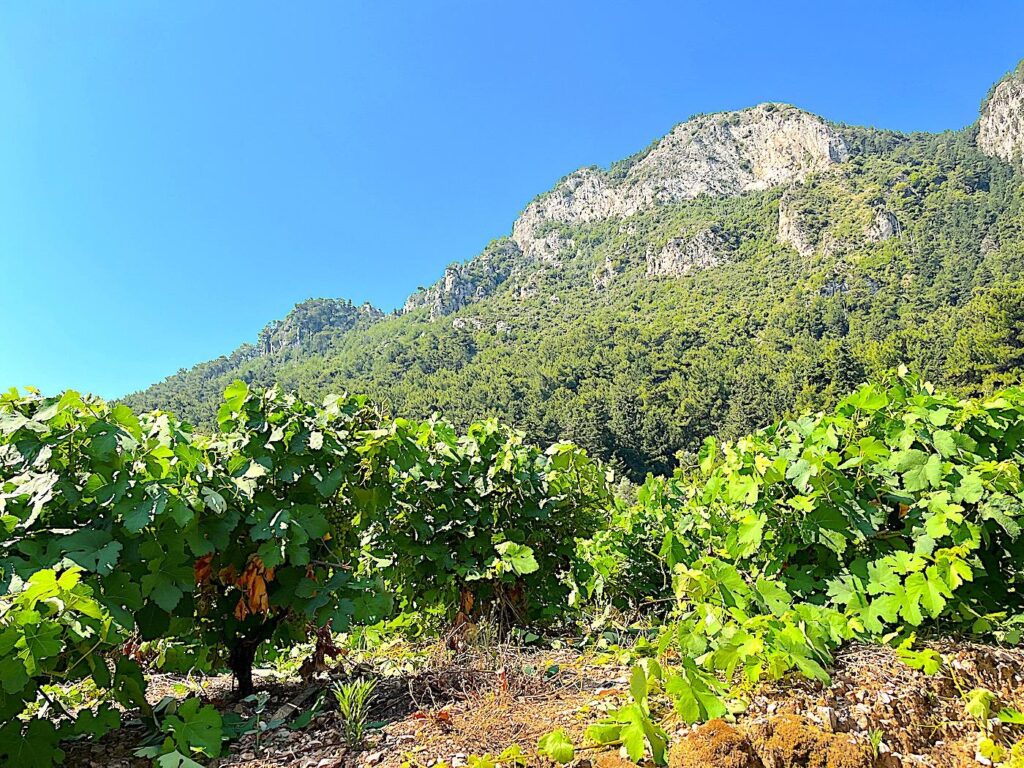 Samos Hillside Vines