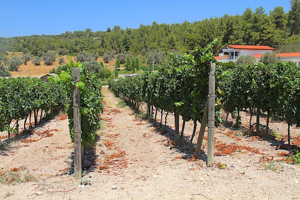 Statera Şarapçılık Vines