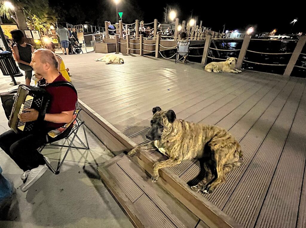 Çeşme Musical Dogs