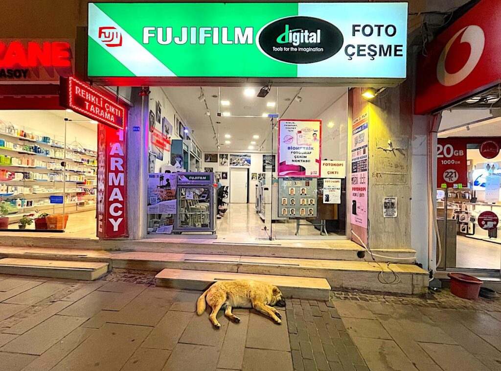 Çeşme Foto Dog