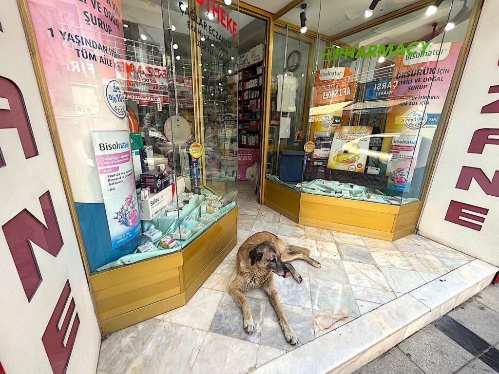 Çeşme Drugstore Dog