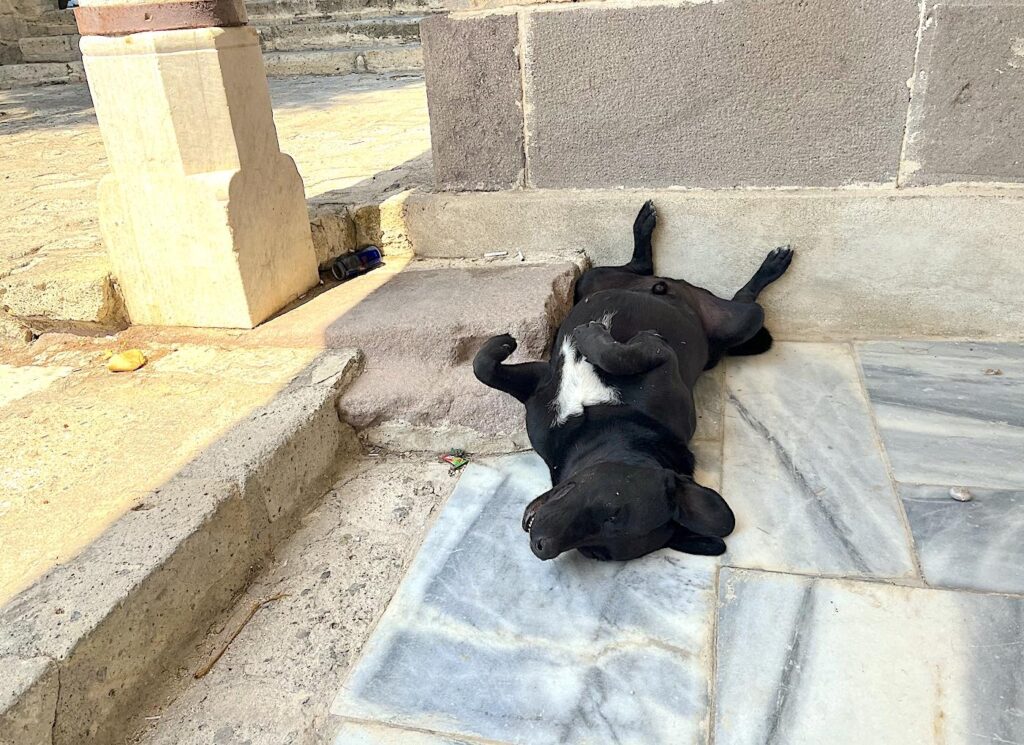 Alaçatı Pazar Yeri Camii Mosque Dog