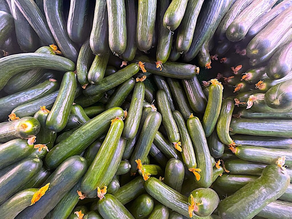 Cucumber - Salatalık