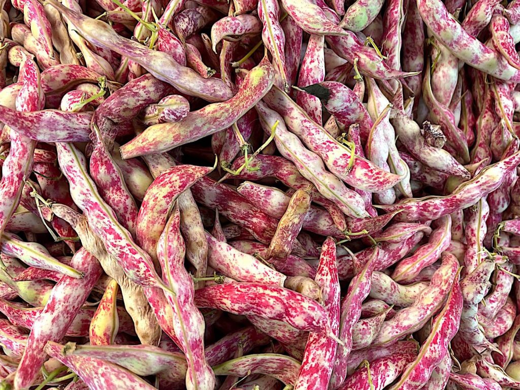 Pinto Bean - Pinto Fasulyesi