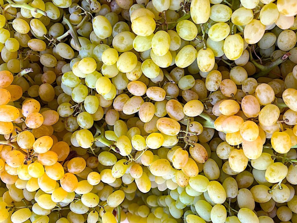 Sutana Grapes - Sultaniye üzümü