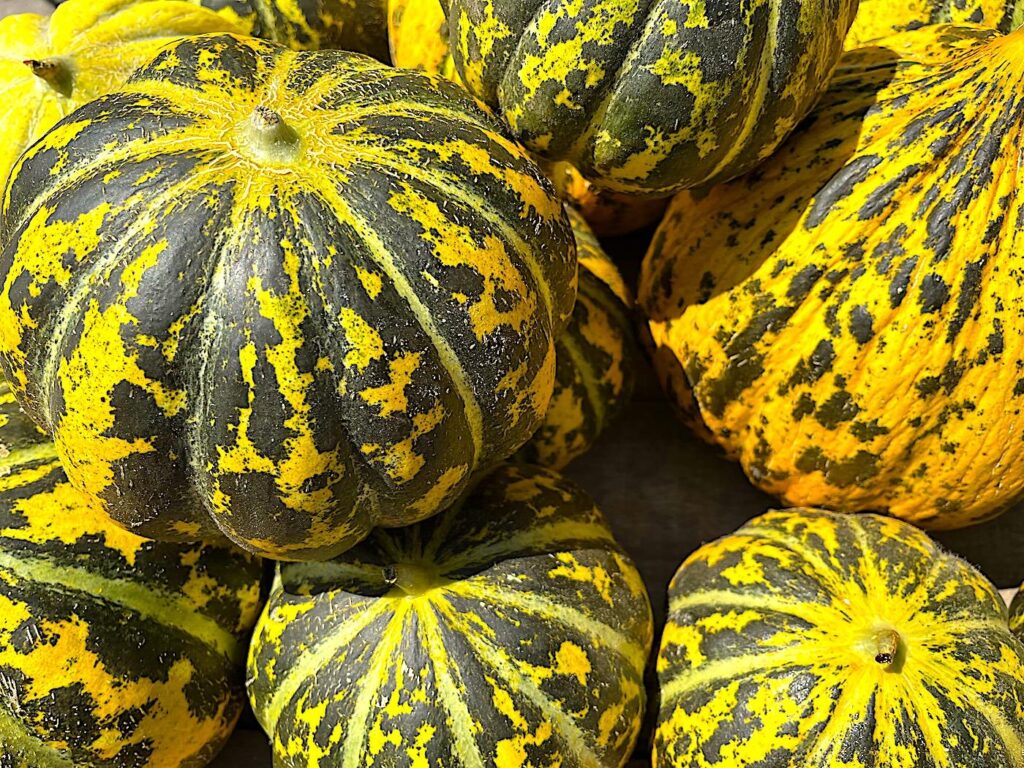 Çeşme Melon - 
Çeşme Kavunu