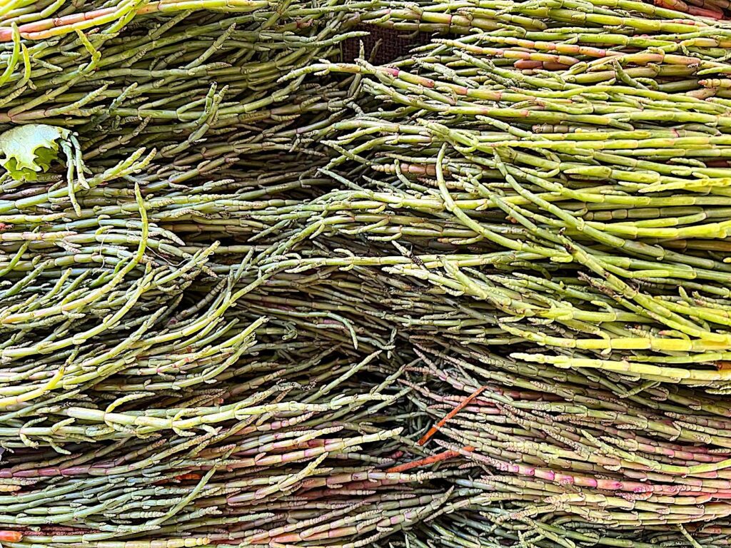 Samphire - Deniz börülcesi