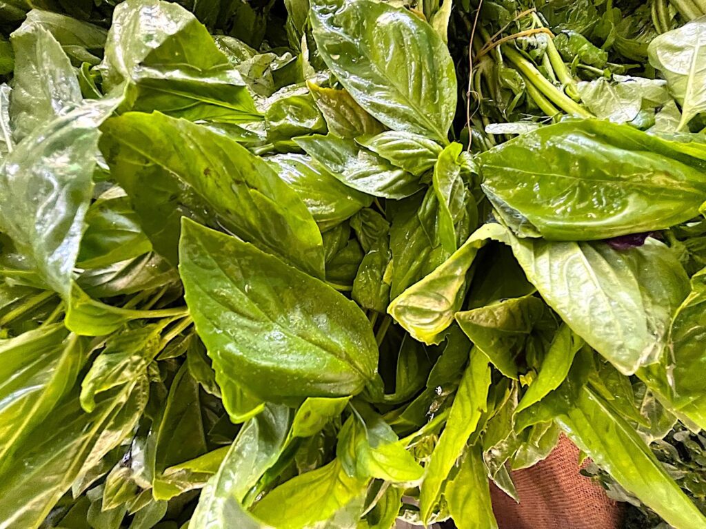 Sweet Basil - Fesleğen