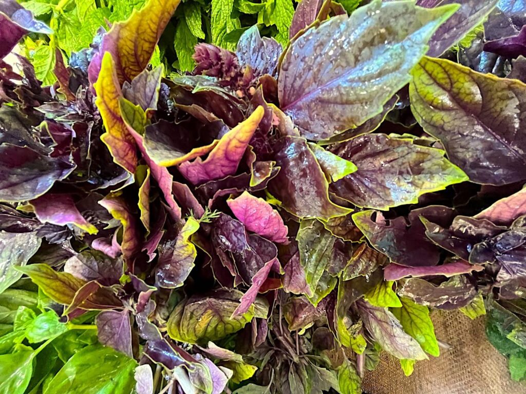 Purple Basil - Reyhan