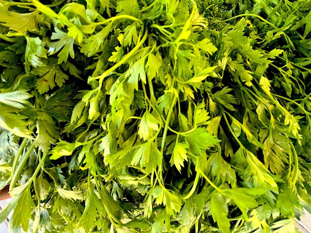 Parsley - Maydanoz