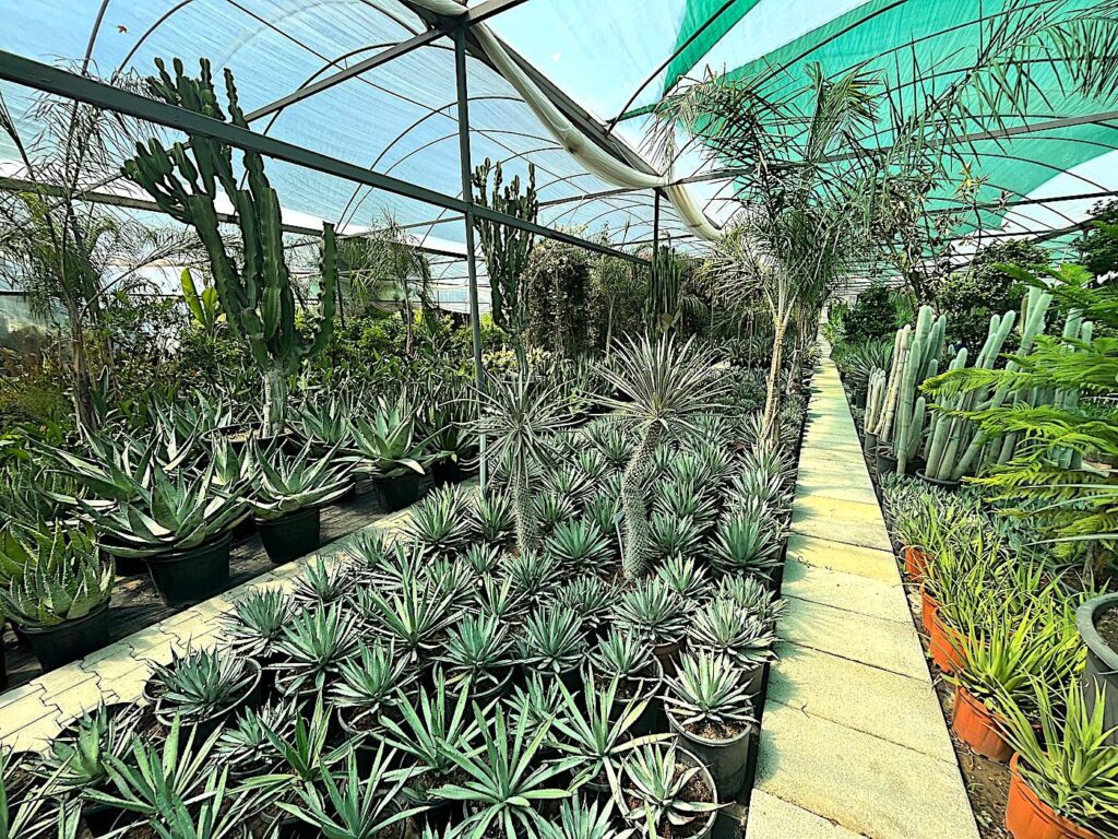 Urla - Ünal Kaktüs