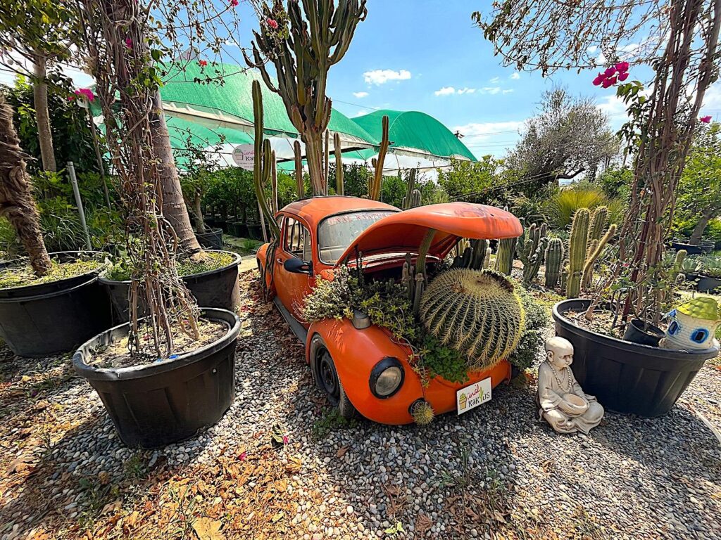 Urla - Ünal Kaktüs