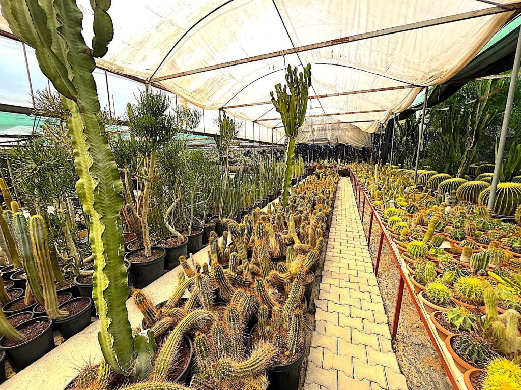 Urla - Ünal Kaktüs