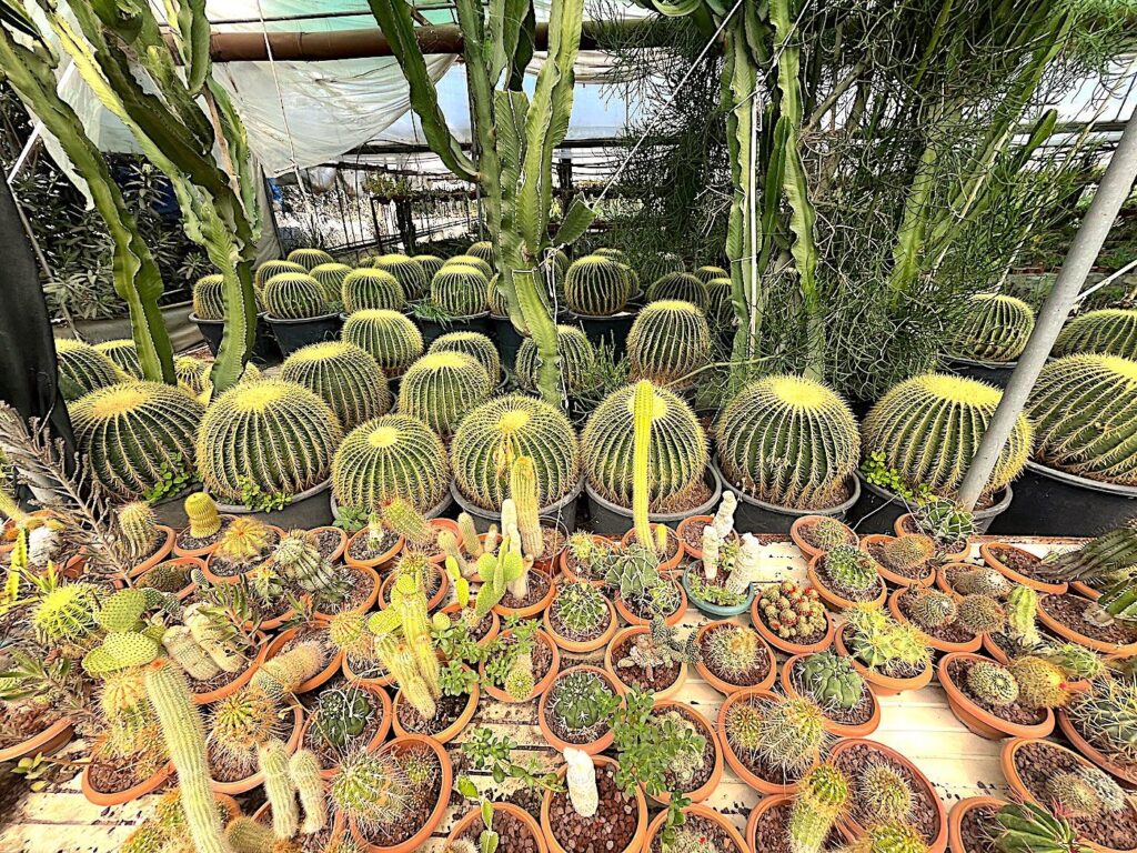 Urla - Ünal Kaktüs