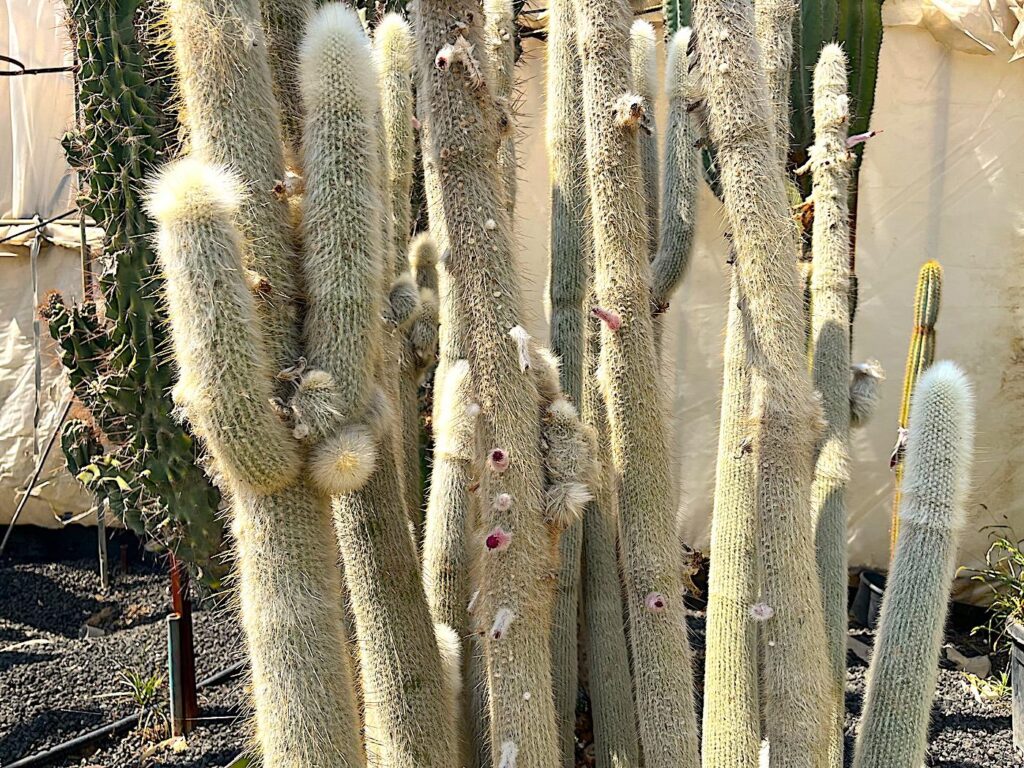 Urla - Ünal Kaktüs