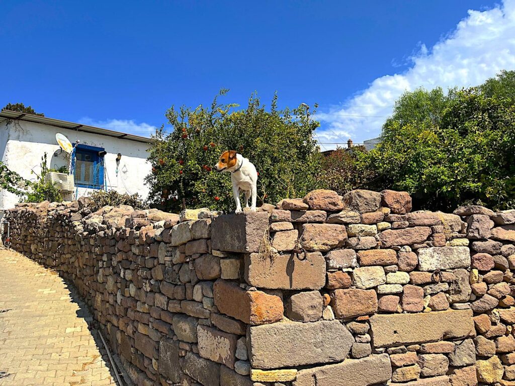 Jack Russell Guarding Ildır Garden