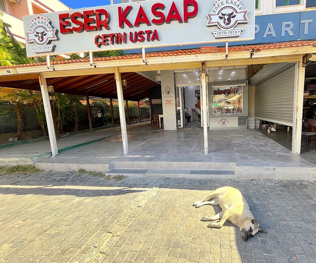 Master Butcher Çetin's Dog