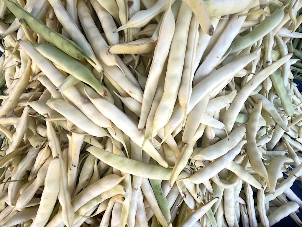 Yellow Badalan Beans - Badalan Fasulye