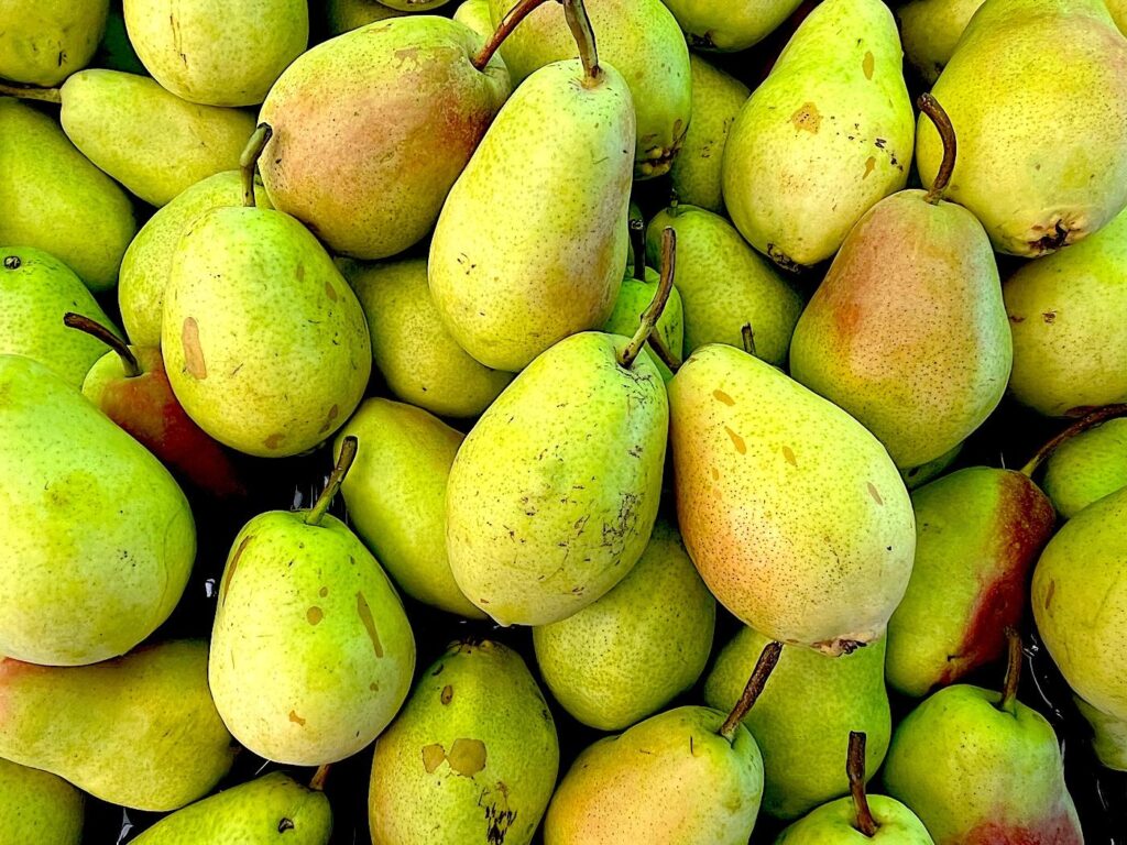Santa Maria Pears - Santa Maria Armut