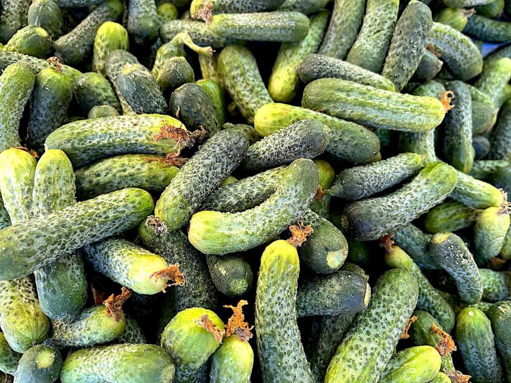 Gherkin - Kornişon