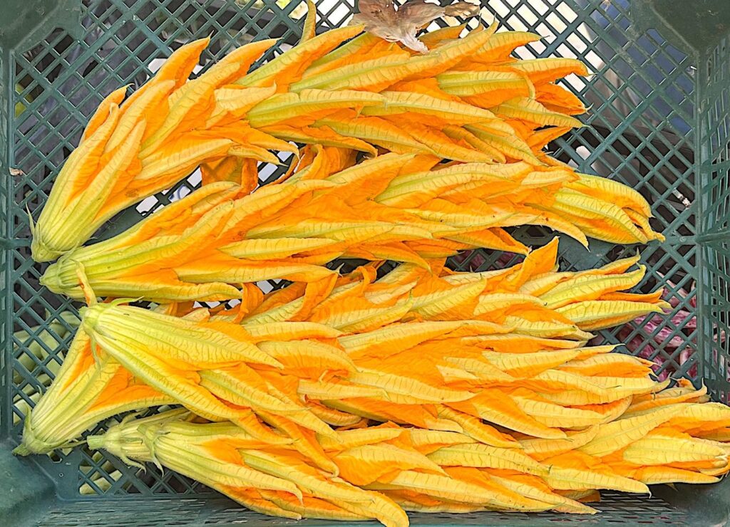 Courgette Flowers - Kabak Çiçeği