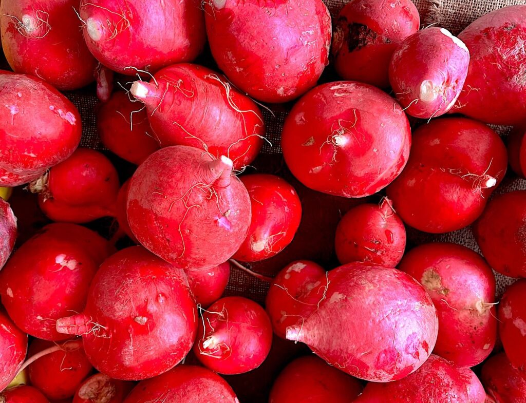 Radish - Turp