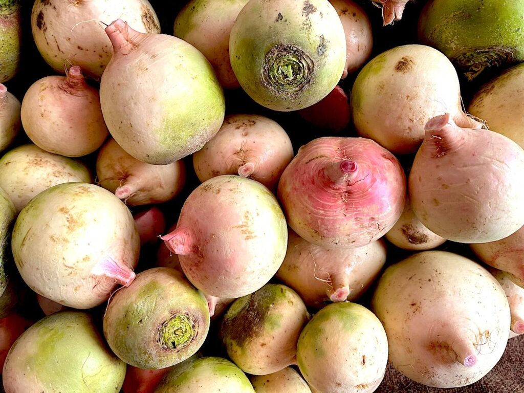 Winter Radish - Kış turpu