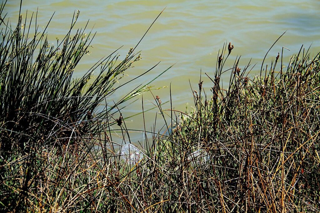 Alaçatı Wetland - Rubbish Accumulation
