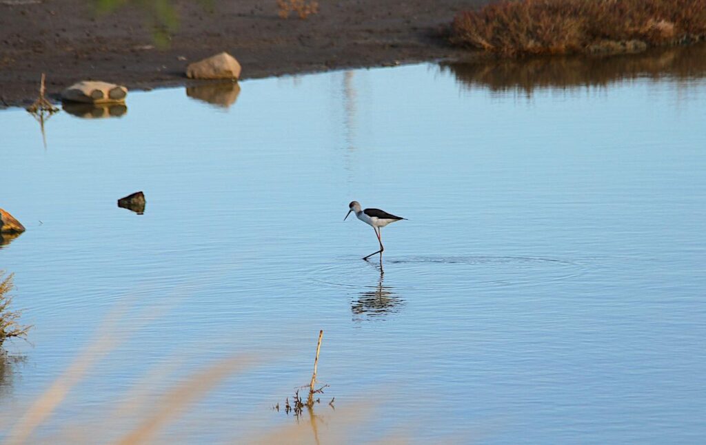 EuroBirdwatch 2025 - Black-winged Stilt