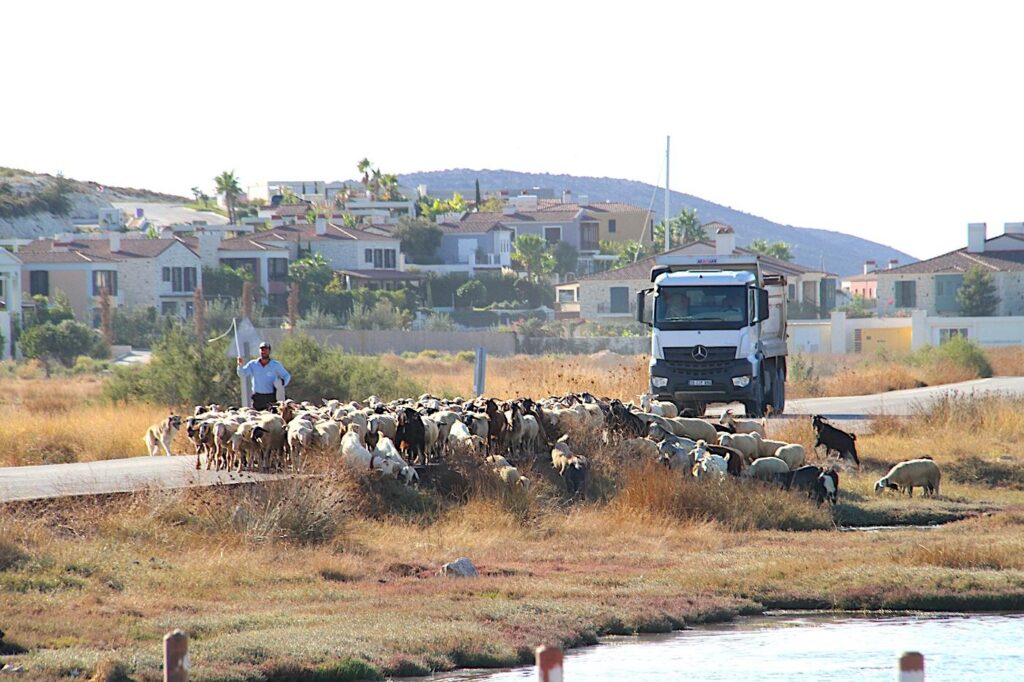 Alaçatı Wetland - Road Traffic Impact
